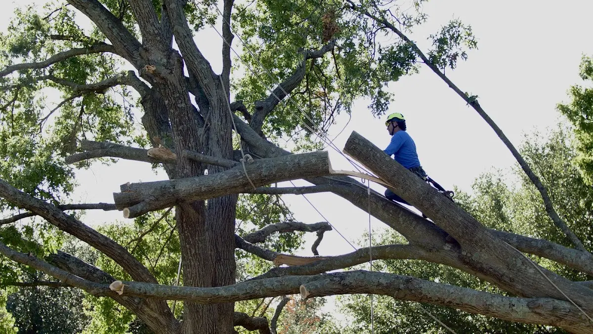 Professional Hazardous Tree Removal performed by certified arborists in Elmaton
