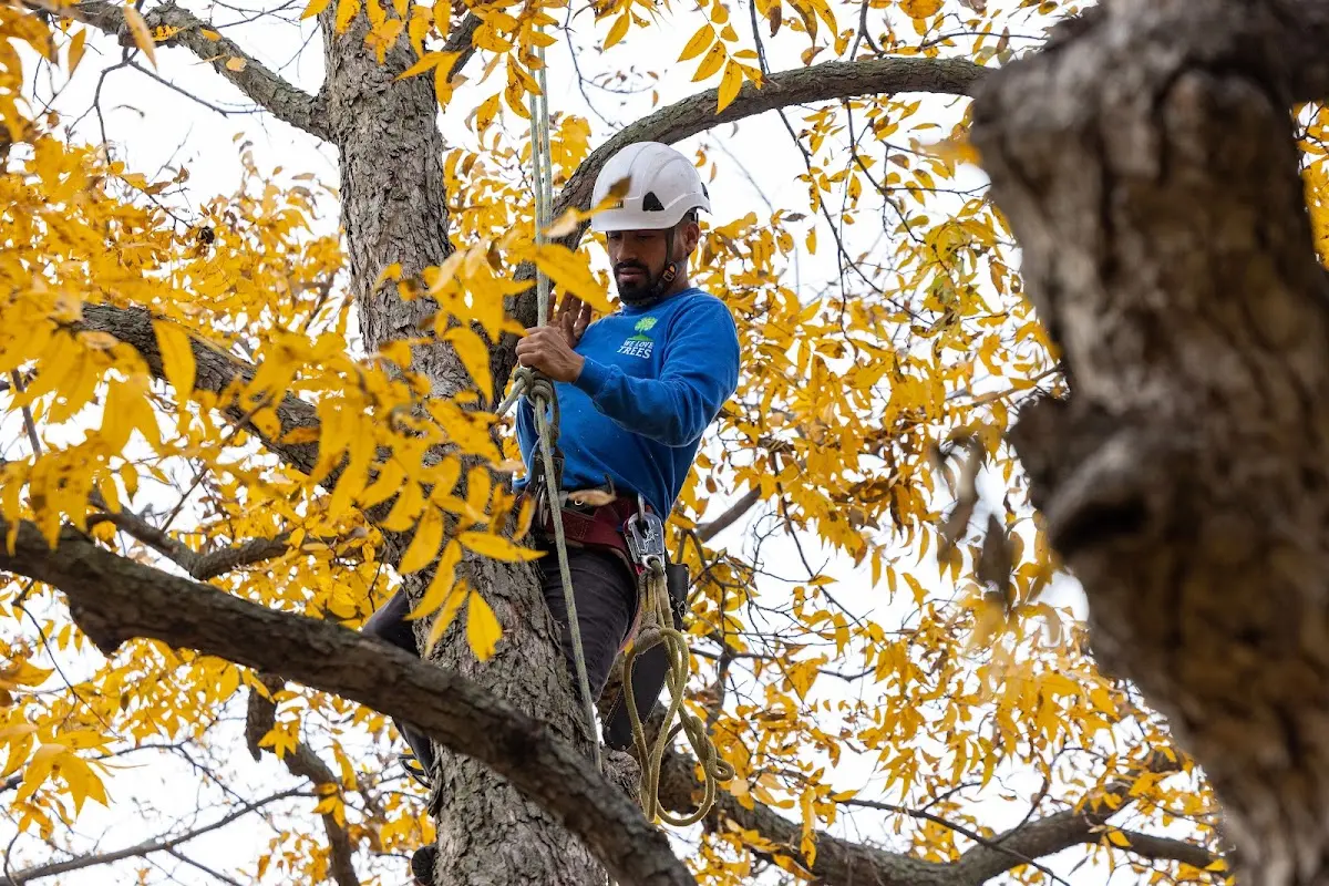 Skilled Tree Disease Treatment crew working in Elmaton